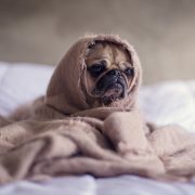 close-up-photography-of-fawn-pug-covered-with-brown-cloth-374898