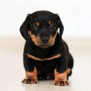 winking-black-and-brown-puppy-2023384